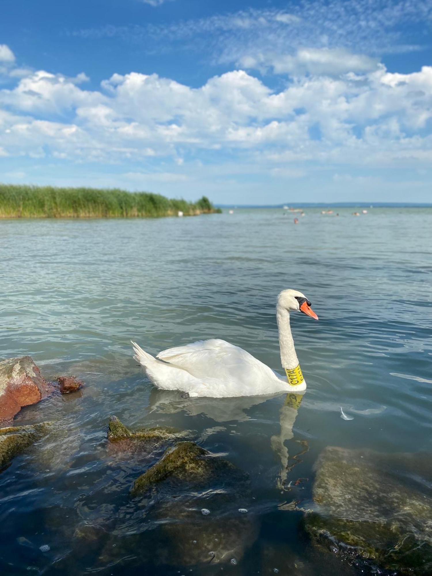 Panna Cottage Badacsonytomaj Zewnętrze zdjęcie